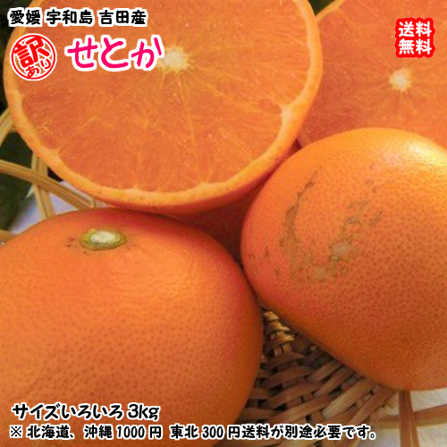 吉田産 せとか 訳アリ3㎏（サイズ不揃い 6-16個）　送料無料（北海道・沖縄・東北は別途送料）